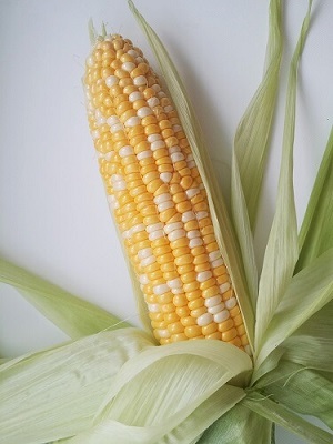 bi color corn